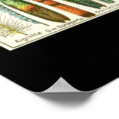 Plumes Poster (Hoek)