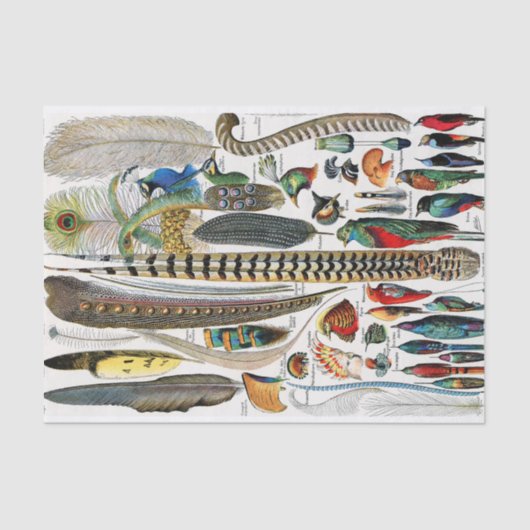 Plumes Tissuepapier (Voorkant)