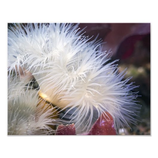 Plumose Anemone - mooie foto Afdruk (Voorkant)