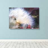 Plumose Anemone - Toile Enveloppée (Insitu (Plancher de Bois))