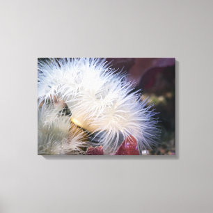 Plumose Anemone - Wrapped Canvas Afdruk