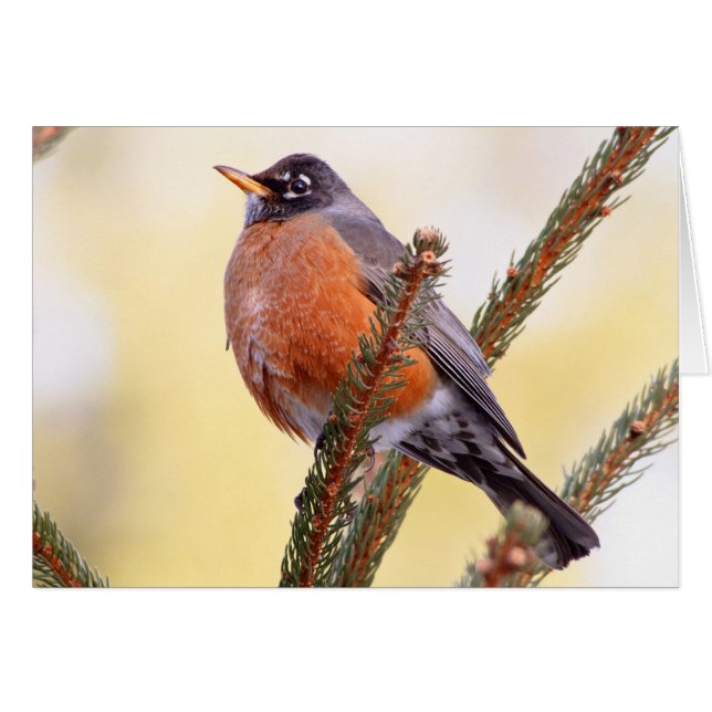 Plump Robin (Voorkant Horizontaal)