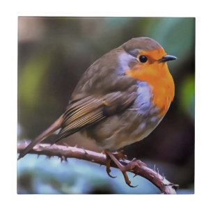 Plump Robin Perched on a Branch Wildlife Art Tegeltje