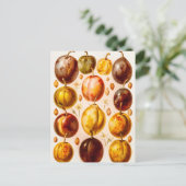  Plums Antiek plum Fruit Illustration Briefkaart (Staand voorkant)