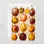  Plums Antiek plum Fruit Illustration Briefkaart (Voorkant / Achterkant)