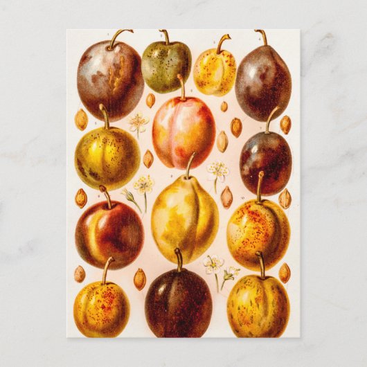  Plums Antiek plum Fruit Illustration Briefkaart (Voorkant)
