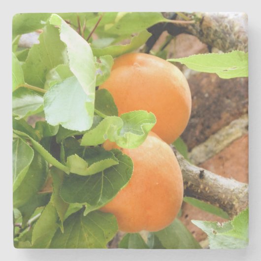 PLUMS STENEN ONDERZETTER (Voorkant)