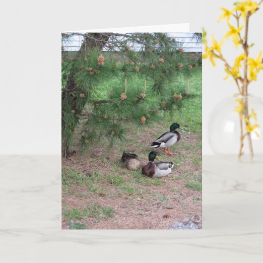 Plus de Mallards et Pins Carte d'anniversaire avec (Fleur jaune)