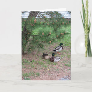 Plus de Mallards et Pins Carte d'anniversaire avec
