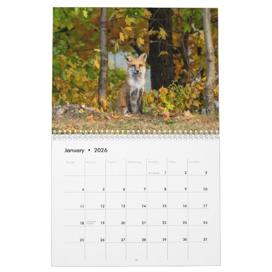 Plus De Renards Rouges Dans Le Calendrier Automne (Jan 2026)