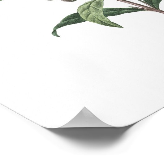 PLUS HAUTE QUALITÉ Impression botanique de Snapdra (Coin)