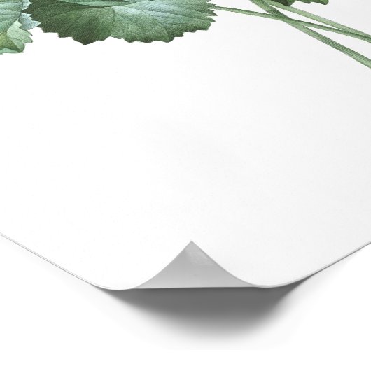 PLUS HAUTE QUALITÉ Impression botanique de Storksb (Coin)