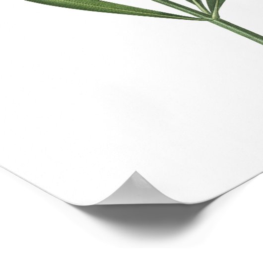 PLUS HAUTE QUALITÉ Impression botanique d'Oleander (Coin)