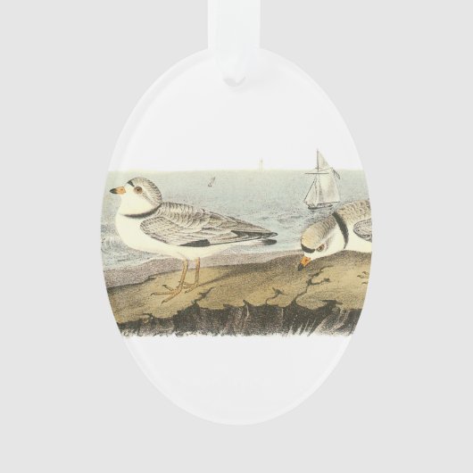 Pluvier sifflant par Audubon (devant)