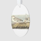Pluvier sifflant par Audubon (devant)
