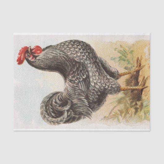  Plymouth Rock Chicken Decoupage Tissuepapier (Voorkant)