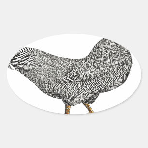 Plymouth Rock Chicken Drawing Ovale Sticker