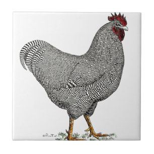Plymouth Rock Chicken Drawing Tegeltje