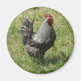 Plymouth Rock Chicken Magneet