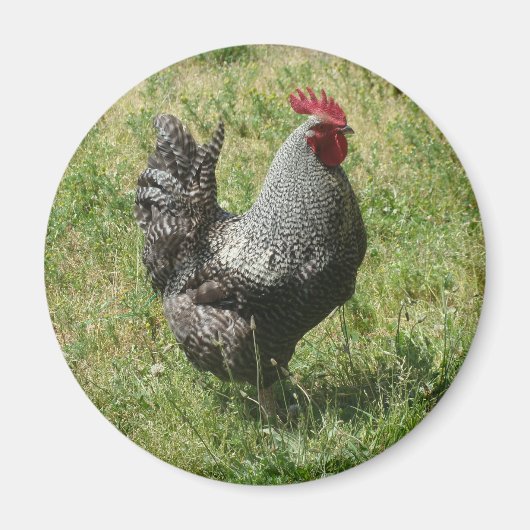 Plymouth Rock Chicken Magneet (Voorkant)