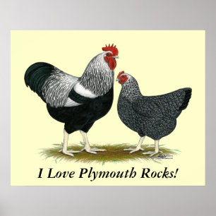 Plymouth Rock: Silver Penciled Pair Poster