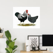 Plymouth Rock: Silver Penciled Pair Poster (Thuiskantoor)