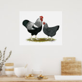 Plymouth Rock: Silver Penciled Pair Poster (Keuken)