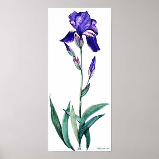 PMACarlson Elegant Iris Poster (Voorkant)
