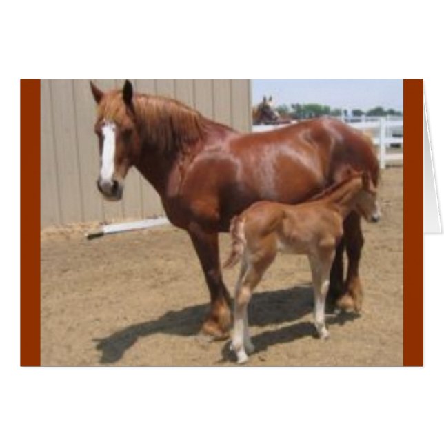 PMU-merrie en -foal (Voorkant Horizontaal)
