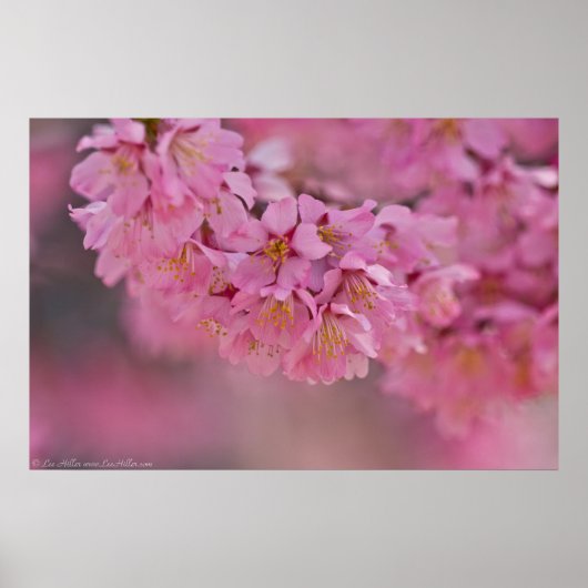 "Pnk Mist" Affiche de Cerisiers Japonais Fleuris (Devant)