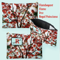 Arbre flamboyant Royal Poinciana