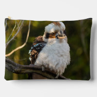 Fluffed up riant kookaburra