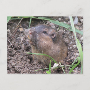 Pocket Gopher Briefkaart