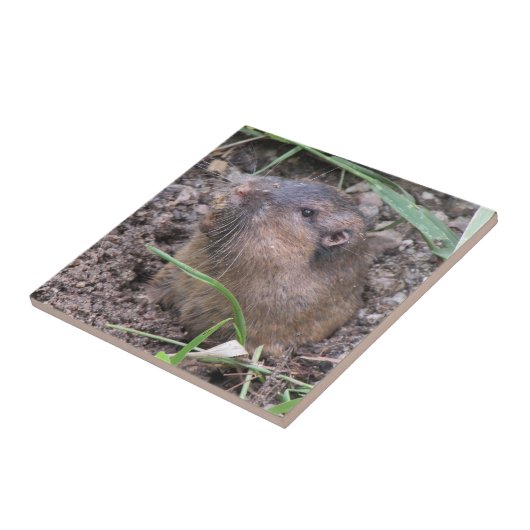 Pocket Gopher Tegeltje (Zijkant)