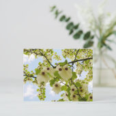 Pocket Handkerchief Tree Blossom Briefkaart (Staand voorkant)