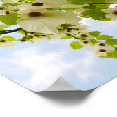 Pocket Handkerchief Tree Blossom Poster (Hoek)