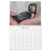 Pocky de meest ruige vezelvogel kalender (Mar 2026)