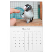Pocky lovebird weet het niet kalender (Mar 2026)