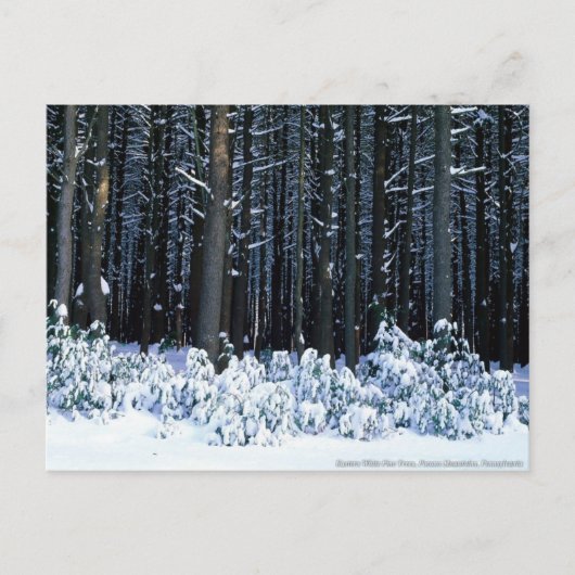 Pocono-bergen. Pennsylvania Briefkaart (Voorkant)