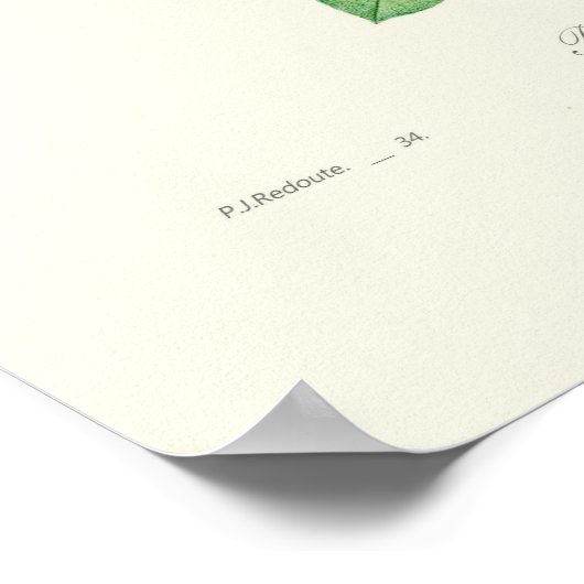 Podalyria australis poster (Hoek)