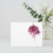 "Pods" JTG Art Briefkaart (Staand voorkant)