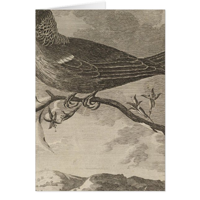 Poebird, Nouvelle-Zélande (Devant)