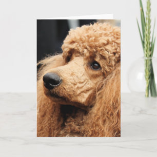 Poedel Dag 2010 #19 Kaart