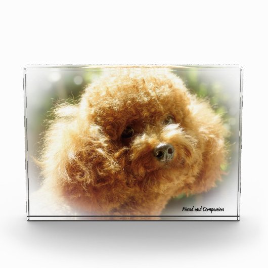 Poedel hond. fotoblokken (Voorkant)
