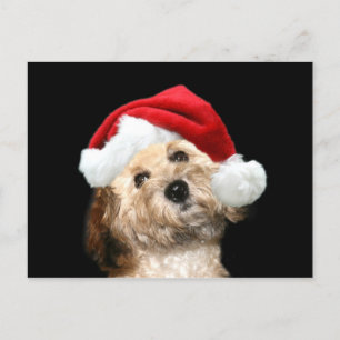 Poedel mix kerst feestdagenkaart