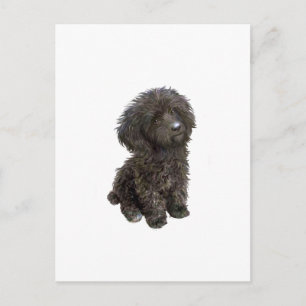 Poedel - zwarte speelgoed pup briefkaart