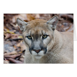 Poema, bergleeuw, Florida panter, Puma