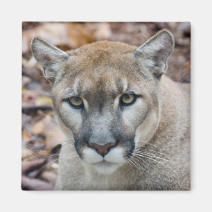 Poema, bergleeuw, Florida panter, Puma Magneet