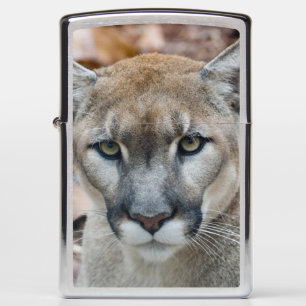 Poema, bergleeuw, Floridapanter, Puma 2