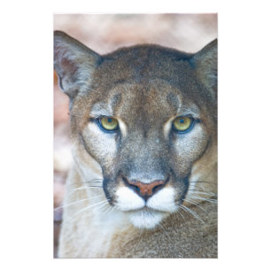 Poema, bergleeuw, Floridapanter, Puma Foto Afdruk